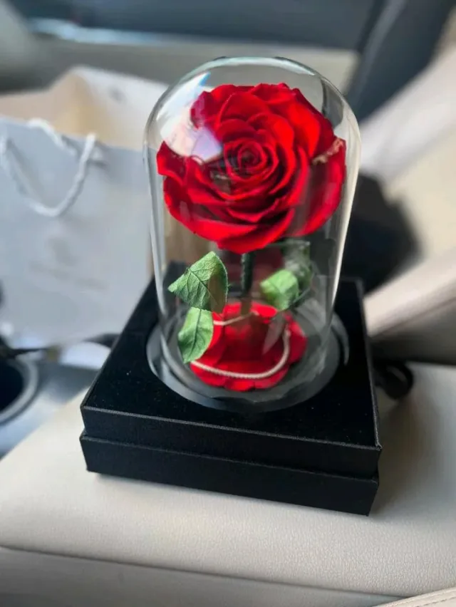 Forever rose Jo 5