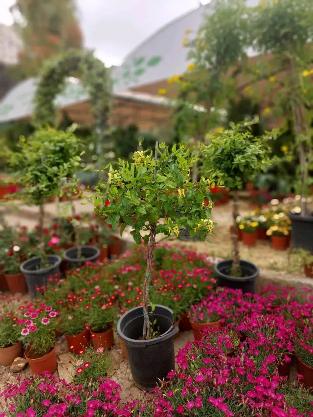 مشاتل ناعور الزراعية 6