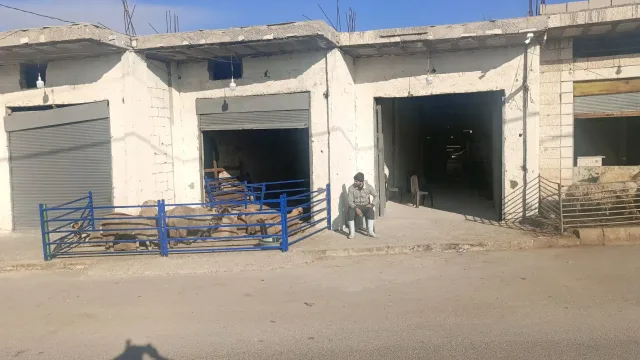 مزرعة ابو هاشم للحوم والمواشي 11