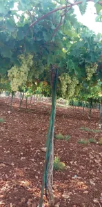 ارض مميزه للبيع في عجلون 11