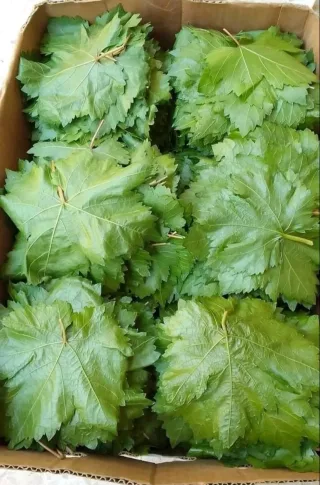 مزارع رهف 9