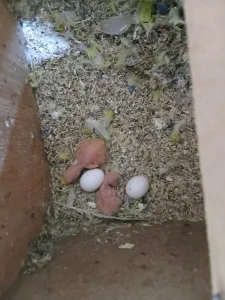 ببغاء روز 5