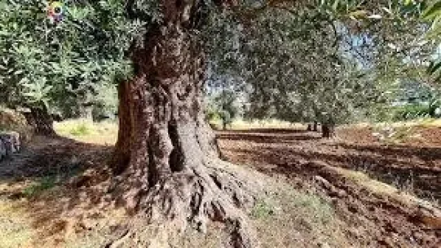 kroom ajloun 2