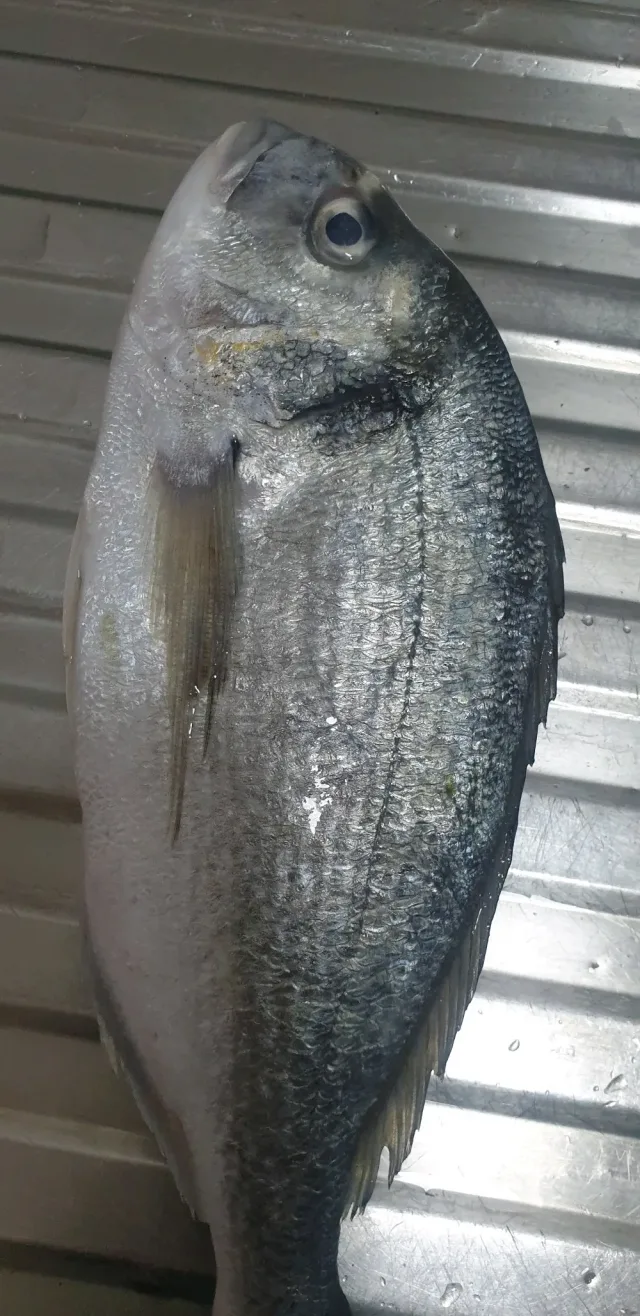Omdah Fishery-مسمكة العمدة 3