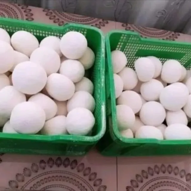 البان ومجمدات الفارس 2