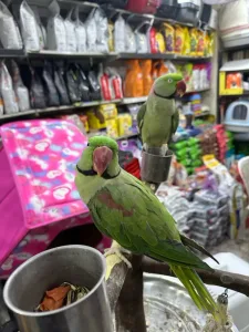 ببغاء 2