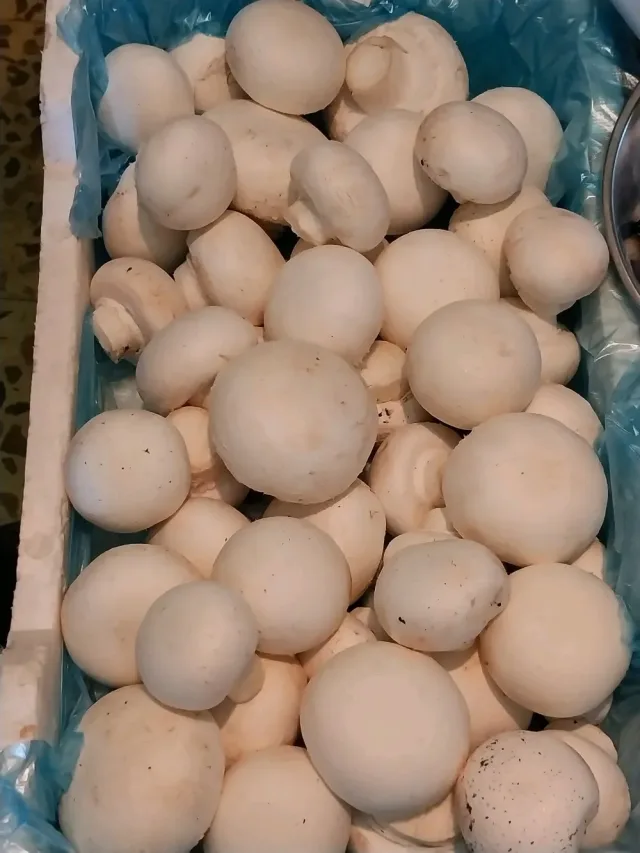فطر العنود 8
