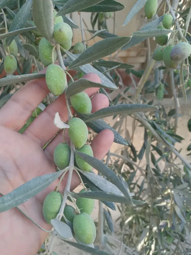 مشتل الحاكوره الكركيه 2