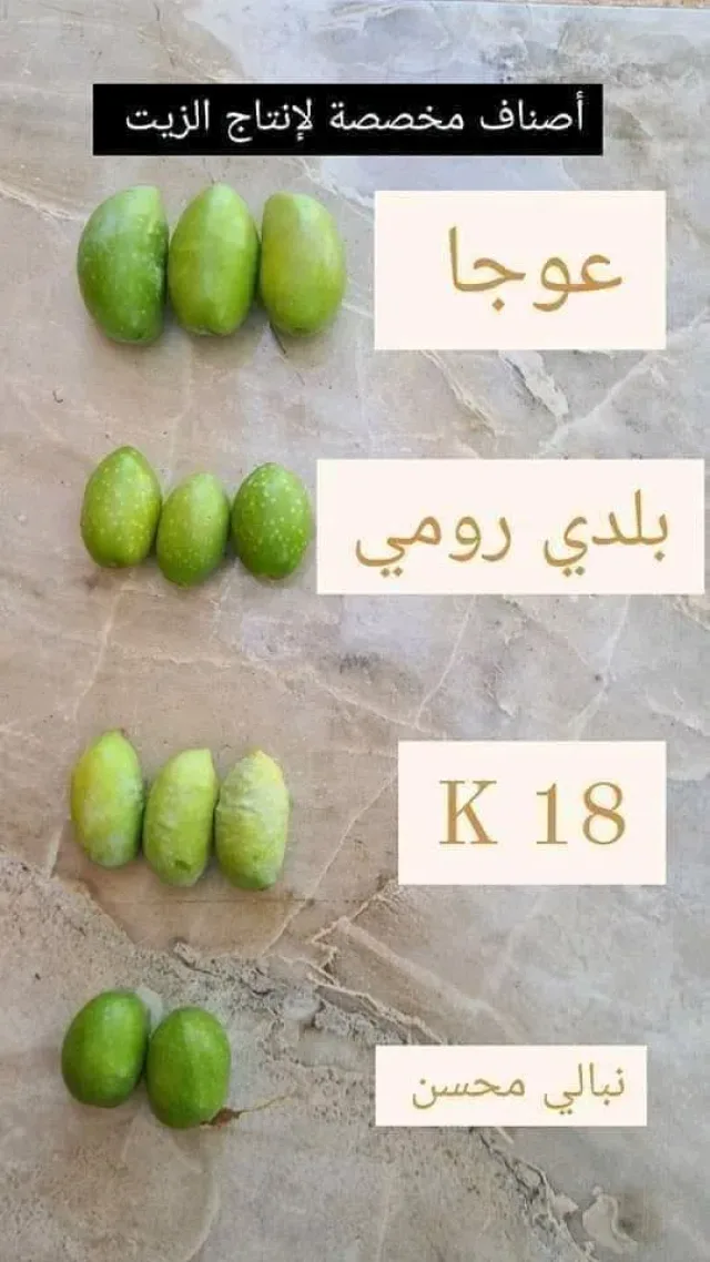 مشتل الحاكوره الكركيه 7