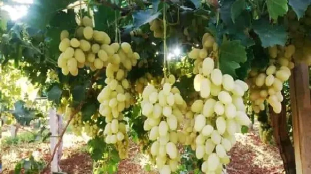 مشتل الحاكوره الكركيه 9