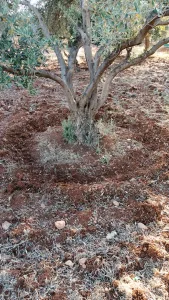 خدمات تنسيق وصيانة الحدائق 3