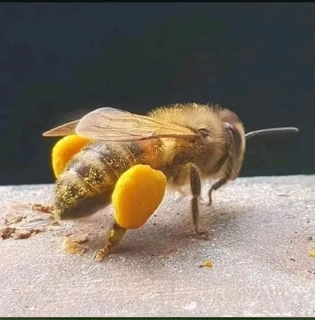 مناحل وعسل نبع الشفاء 7
