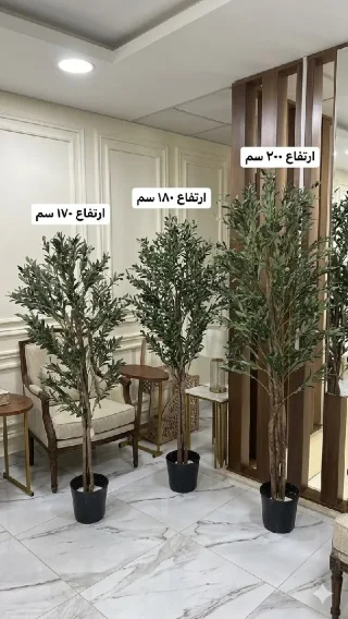 شجر الزيتون الكثيف النخب📌ارتفاع 170 سم 3 عروق بسعر 25دينار📌ارتفاع 180 سم 4 عروق 3