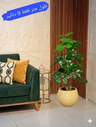محمد الشنب
