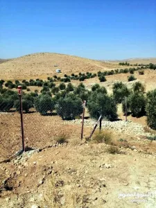 مزرعة بلعما للبيع 2