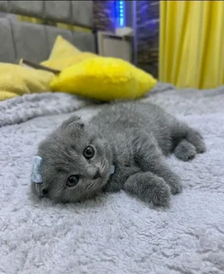 سكوتش فولد بلو شورت هير 2