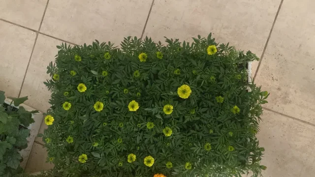 زهرة االلوتس لتجارة المواد الزراعية 10