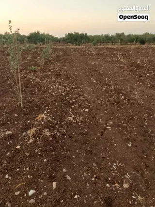 اربع دنمات اربد لواء بني كناننه القصفه