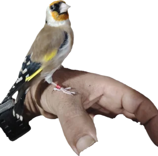 حسون 3