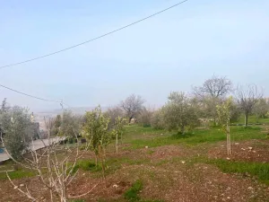 العالوك 13
