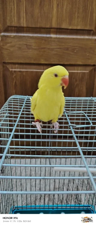 ببغاء درة لاتينو عين حمرة حجم جامبو