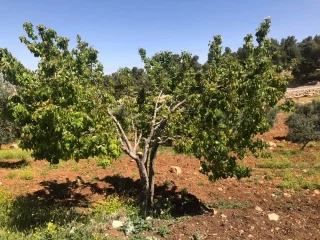 مزرعة مميزة مفروزة مخدومة على ٣ شوارع 2