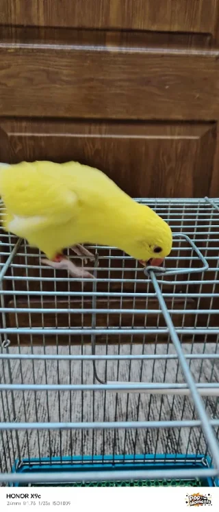 ببغاء درة لاتينو عين حمرة حجم جامبو