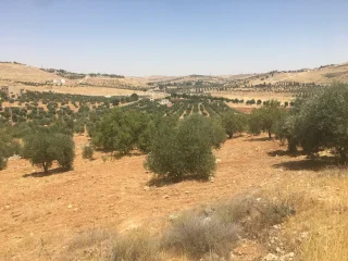 قطع أراضي مميزة للبيع على طريق المفرق-جرش بالقرب من حمامة تصلح للسكن والزراعة وا 2