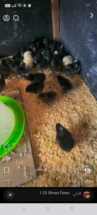 صيصان براهمي زينه وصيصان محلق مقزم زينه