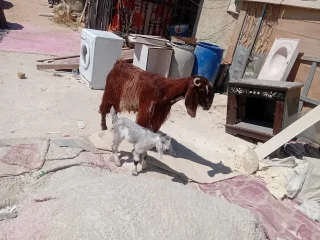 عنز وراها سخله ديد حليب ماشاء الله 3