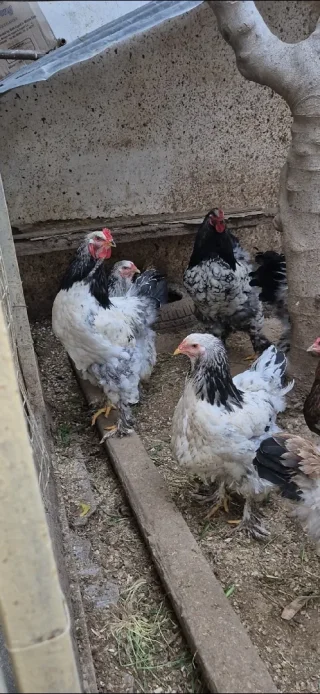 دجاج براهمة 2