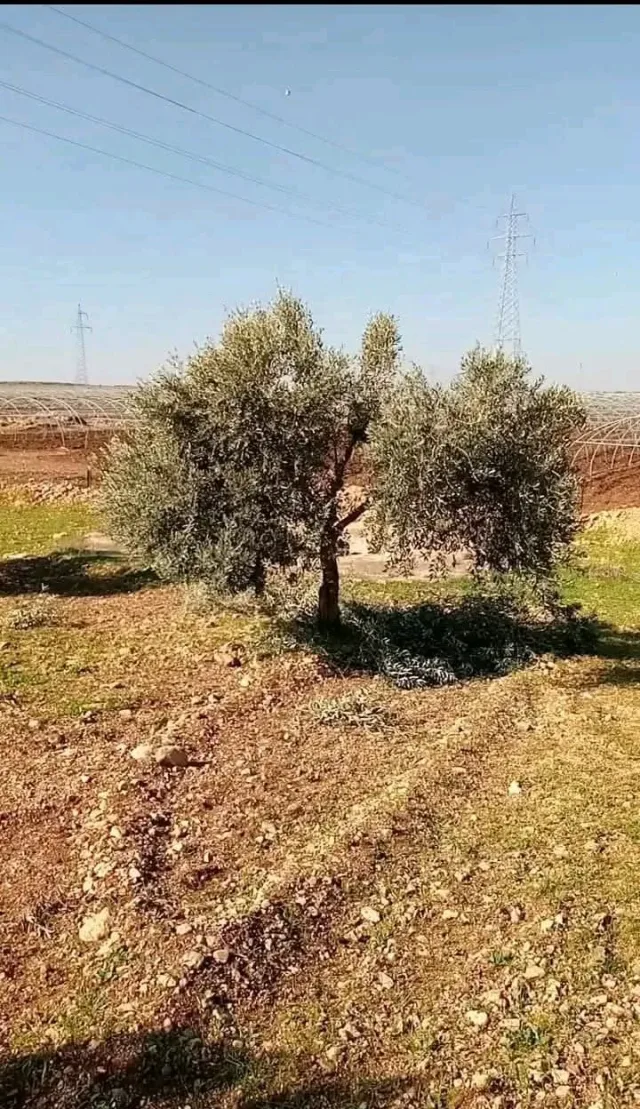 ابو ورد لتنسيق الحدائق 8