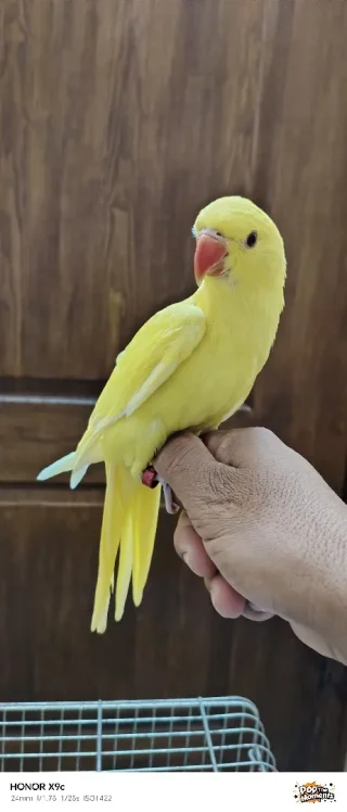 ببغاء درة لاتينو عين حمرة حجم جامبو