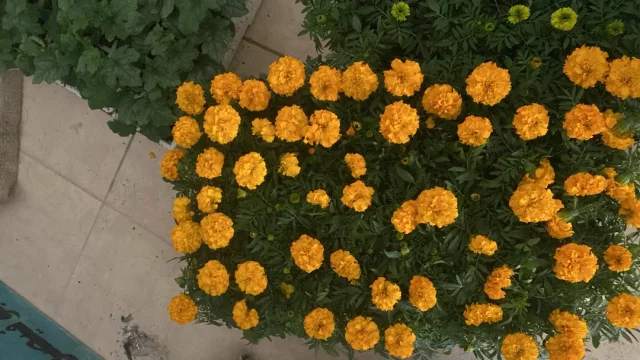 زهرة االلوتس لتجارة المواد الزراعية 9