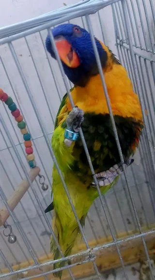 لوري ريدكولارد 5