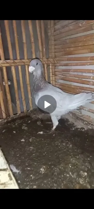 فحل هومر