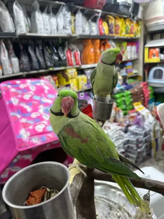 ببغاء