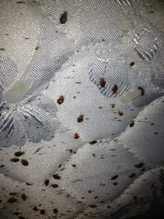 ي حشرة الفراش.  #البق أو كما تسمي (حشرة البق) 8