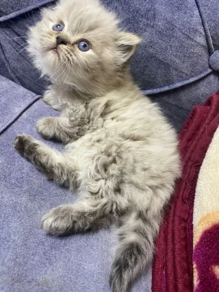 قطط للبيع 5