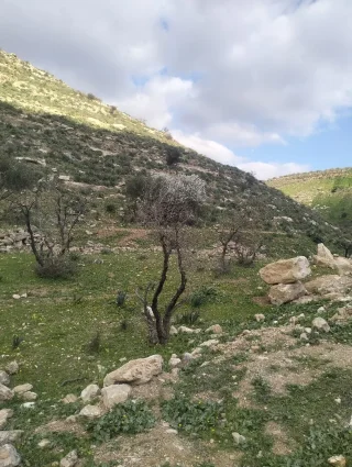 ارض زراعيه للبيع 8
