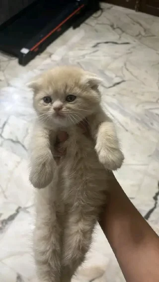 قطط بعمر شهرين للبيع 6