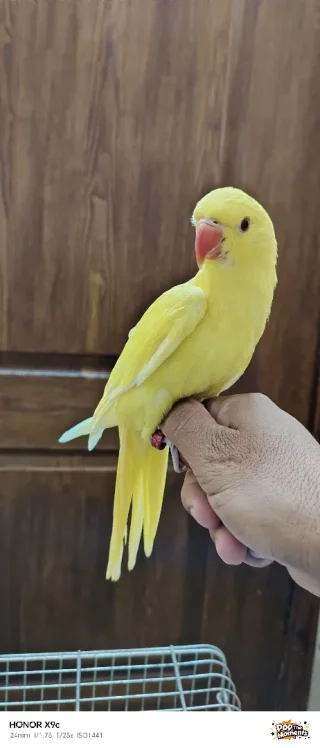 ببغاء درة لاتينو عين حمرة حجم جامبو