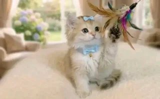 قطط بعمر شهرين للبيع 7