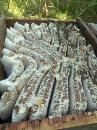 عسل طبيعي (مش تجاري)  من مزرعة د نضال سعيفان 3
