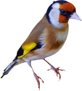حسون 2