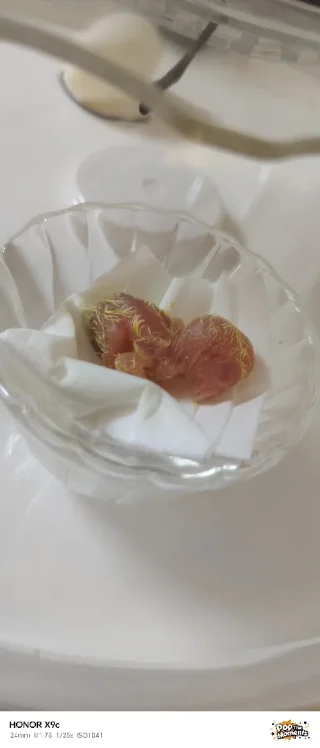 فقاسة بيض ١٦ بيضه 5