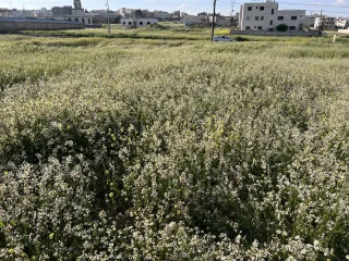 ارض بالعبدلية حنو الأشقر