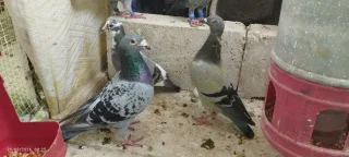 حمام زاجل  اربد. 15