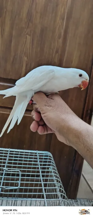ببغاء درة البينو
