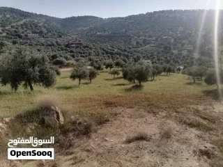 مزرعة مميزة منطقة شاليهات ومصايف للاستثمار 5